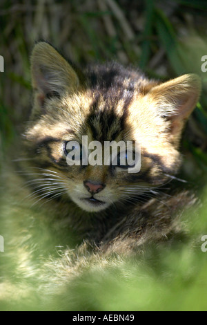 Ritratto di un scozzese Wildcat gattino (Felis sylvestris) nascosti nel sottobosco. Captive. Foto Stock