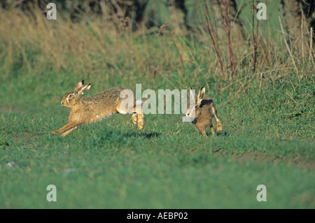 Brown lepri adulti inseguono nel marzo del Regno Unito Foto Stock