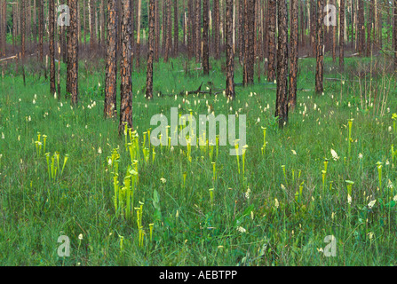 Pianta carnivora giallo o tromba brocca piante Sarracenia flava SE USA, da Bill Lea/Dembinsky Foto Assoc Foto Stock