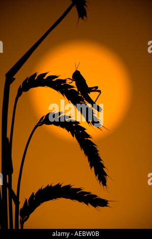 Desert Locust Schistocerca gregaria sul mangiare raccolto in luce all'alba Foto Stock