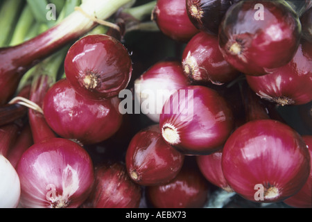 Le cipolle rosse Foto Stock