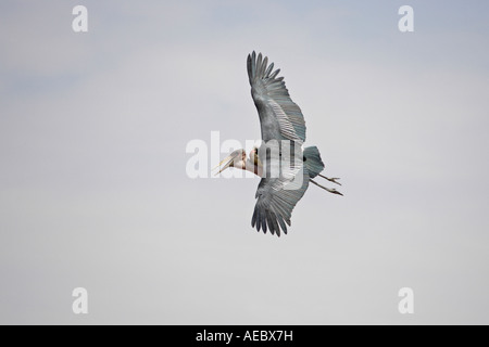 Marabou stork in volo Foto Stock