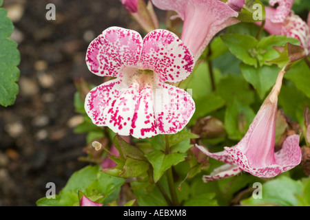 Mimulus hybridus Mimulus Magic White fiamma ad RHS Garden Hyde Hall Essex REGNO UNITO Foto Stock