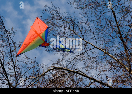 Un aquilone è bloccato in una struttura ad albero su Clapham Common London Marzo 2006 Foto Stock