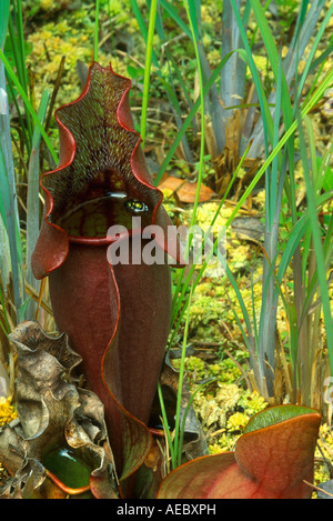 Carnivori di Northern pianta brocca Sarracenia purpurea e Nord America, da Bill Lea/Dembinsky Foto Assoc Foto Stock