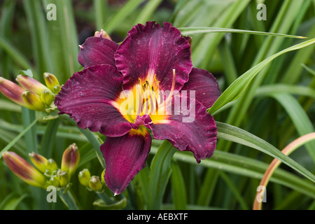 Hemerocallis Bela Lugosi il Daylily ad RHS Garden Hyde Hall Essex REGNO UNITO Foto Stock