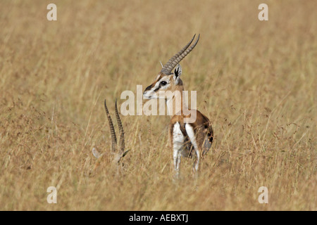 Thomsons gazzelle Foto Stock