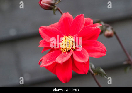 Fiori in RHS Gardens Hyde Hall Essex REGNO UNITO Foto Stock