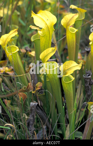 Alabama della canna da zucchero per freno a pianta brocca Sarracenia alabamensis Alabama USA Foto Stock