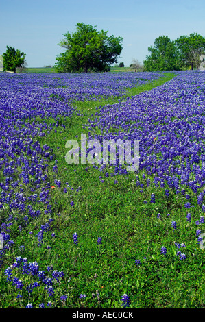 La molla fiori selvatici del Texas bluebonnets vicino Brenham, Texas USA Foto Stock