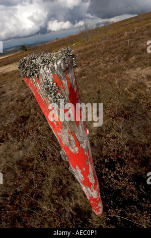 Islanda moss (Cetraria islandica) che cresce su un post (Puy de Dôme-Francia). Il Lichen poussant sur poteau ONU (Puy de Dôme-Francia). Foto Stock