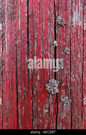 In Islanda il muschio cresce su un rosso di legno verniciato post (Francia). Il Lichen poussant sur onu poteau peint en rouge (Francia). Foto Stock