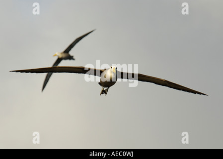 Albatro fluttuato Foto Stock