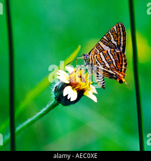 Silverline comune butterfly succhiare miele da un fiore, vista laterale con soft sfocato sfondo verde Foto Stock