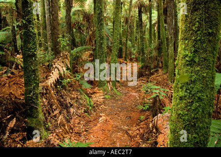 La macchia nativa Te riserva Maire Whanganui National Park vicino Taumarunui Isola del nord della Nuova Zelanda Foto Stock