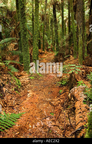 La macchia nativa Te riserva Maire Whanganui National Park vicino Taumarunui Isola del nord della Nuova Zelanda Foto Stock