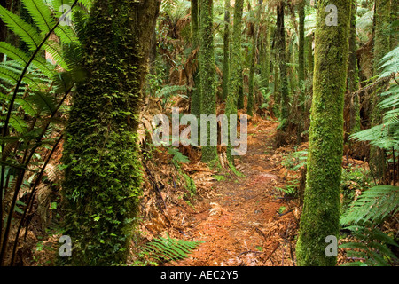 La macchia nativa Te riserva Maire Whanganui National Park vicino Taumarunui Isola del nord della Nuova Zelanda Foto Stock