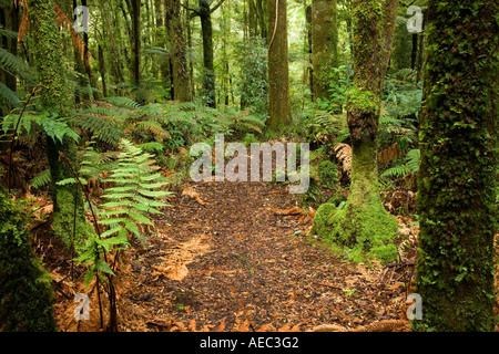 La macchia nativa Te riserva Maire Whanganui National Park vicino Taumarunui Isola del nord della Nuova Zelanda Foto Stock