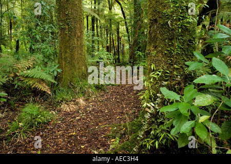 La macchia nativa Te riserva Maire Whanganui National Park vicino Taumarunui Isola del nord della Nuova Zelanda Foto Stock
