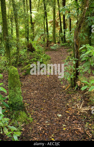 La macchia nativa Te riserva Maire Whanganui National Park vicino Taumarunui Isola del nord della Nuova Zelanda Foto Stock
