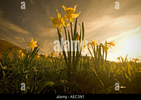 I narcisi selvatici al 'Croix Saint Robert' pass (Francia). Jonquilles au col de la Croix Saint-Robert (Francia). Foto Stock