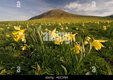 I narcisi selvatici al 'Croix Saint Robert' pass (Francia). Jonquilles au col de la Croix Saint-Robert (Francia). Foto Stock