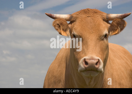 Full-face shot di una giovane vacca Limousin (Francia). Portrait de faccia d'une jeune vache Limousine (Bos taurus domesticus). Francia Foto Stock