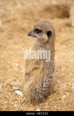 Un singolo giovane Meerkat (Suricata suricatta) seduto in piedi sul dovere sentry Foto Stock