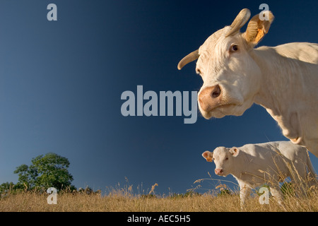 Inquadratura dal basso di una mucca Charolais e il suo polpaccio (Francia). Ritratto en contre-plongée d'une vache Charolaise et de son vitello. Foto Stock