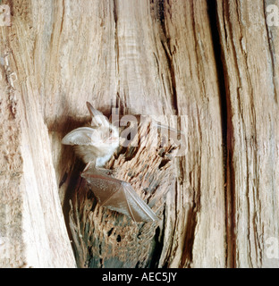 Brown long-eared Bat, Comune di lungo-eared Bat (Plecotus auritus), Foto Stock