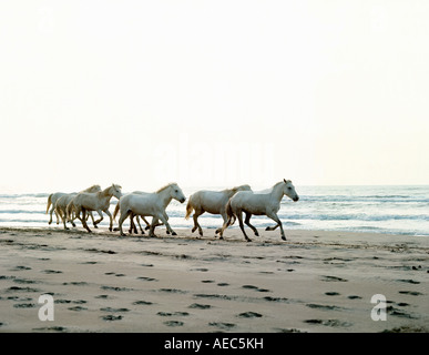 Manade de chevaux camarguais Francia Foto Stock