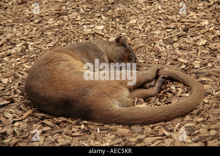 Fossa (Cryptoprocta ferox) avvolto a ricciolo addormentato sul terreno Foto Stock