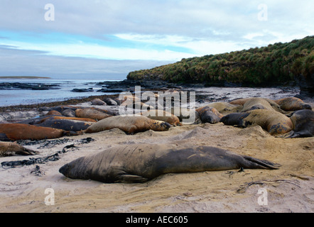 Le guarnizioni di tenuta di elefante sdraiato sulla spiaggia Sea Lion Island Isole Falkland Foto Stock