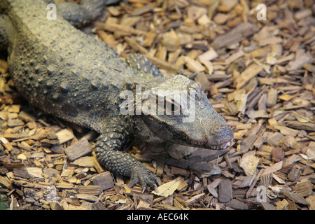 Coccodrillo nano africano occidentale (Osteolaemus tetraspis tetraspis) (Captive) Foto Stock