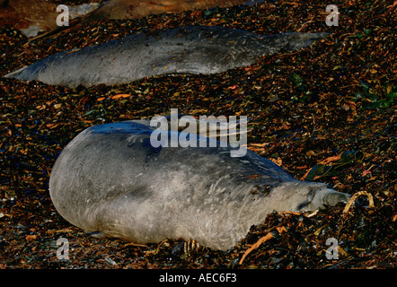 Coppia di guarnizioni elefante uno che mostra segni di lotta sul collo Sea Lion Island Isole Falkland Foto Stock