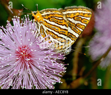 Silverline comune Butterfly, adulto, Spindasis vulcanus, Lycaenidae; sul touch-me-no ( Mimosa pudica) fiore Foto Stock