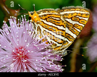 Silverline comune Butterfly, adulto, Spindasis vulcanus, Lycaenidae; sul touch-me-no ( Mimosa pudica) fiore Foto Stock