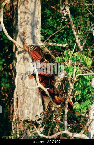 Hoatzin uccelli a lago Sandoval foresta pluviale peruviana America del Sud Foto Stock