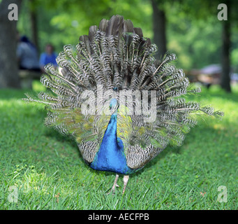 Peacock mostra la sua coda al Fort Parker State Park, Texas, USA Foto Stock