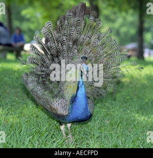 Peacock mostra la sua coda al Fort Parker State Park, Texas, USA Foto Stock