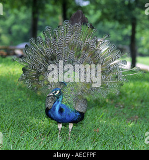 Peacock mostra la sua coda al Fort Parker State Park, Texas, USA Foto Stock