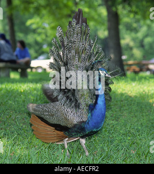 Peacock mostra la sua coda al Fort Parker State Park, Texas, USA Foto Stock