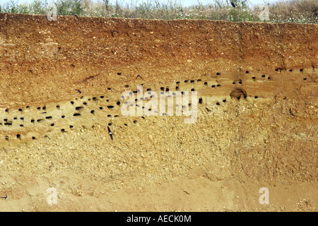 Sabbia martin (Riparia Riparia), grotte di allevamento in una buca di sabbia, Austria, Burgenland, Neusiedler See Foto Stock