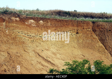 Sabbia martin (Riparia Riparia), grotte di allevamento in una buca di sabbia, Austria, Burgenland, Neusiedler See Foto Stock