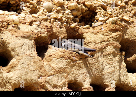 Sabbia martin (Riparia Riparia), in corrispondenza della sua grotta di allevamento, Austria, Burgenland, Neusiedler See Foto Stock