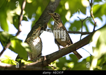 Tordo bottaccio (Turdus philomelos), alimentazione a pieno i capretti, Austria, Burgenland, Neusiedler See Foto Stock