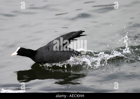 Nero la folaga (fulica atra), che inseguono lontano un rivale, GERMANIA Baden-Wuerttemberg Foto Stock