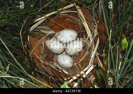 (Moorhen Gallinula chloropus), uova, GERMANIA Baden-Wuerttemberg Foto Stock