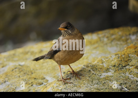 Austral tordo (Turdus falcklandii magellanicus), Regno Unito, Isole Falkland Foto Stock