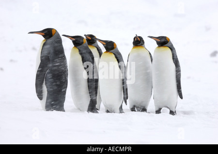 Pinguino reale (Aptenodytes patagonicus), sei individui fianco a fianco nella neve, Antartide, Suedgeorgien Foto Stock